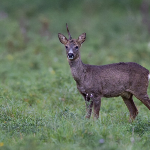 20251021-_V0A0418-Modifier