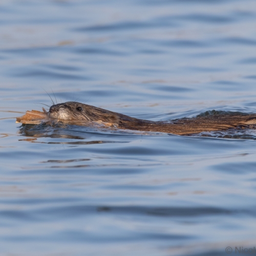 V0A3395-DxO_DeepPRIME-XD3