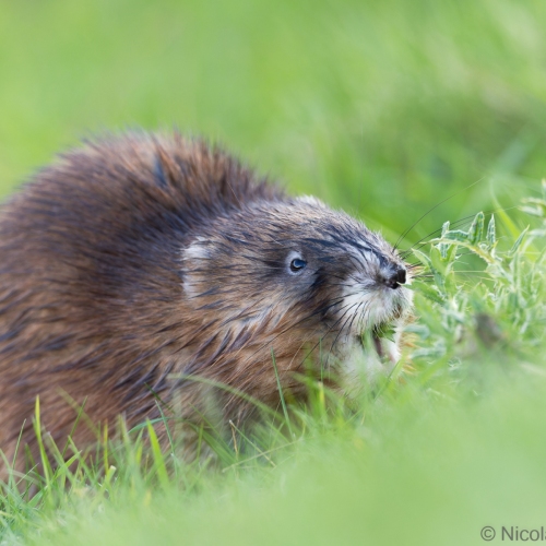 V0A4445-DxO_DeepPRIME-XD3