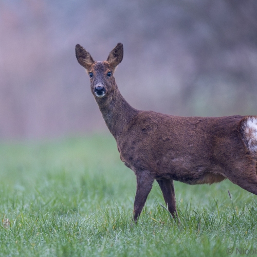 V0A5010-DxO_DeepPRIME-XD3