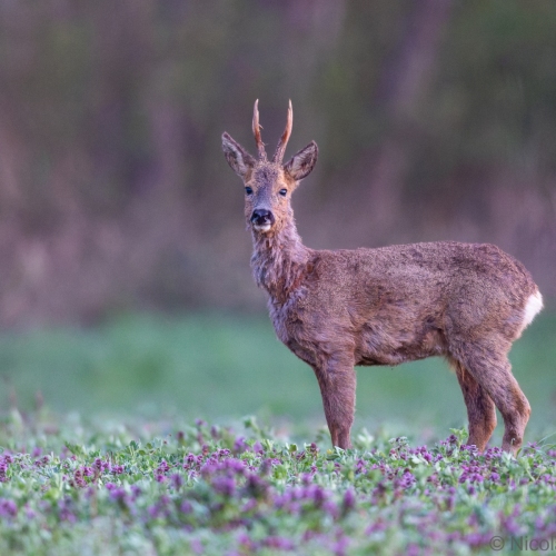 V0A7611-DxO_DeepPRIME-XD3