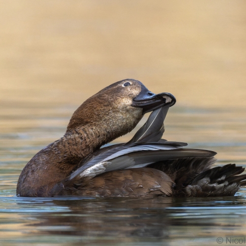 F7A6693-DxO_DeepPRIME-XD3