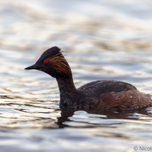 V0A0015-DxO_DeepPRIME-XD3