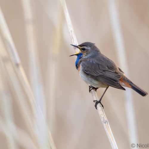 V0A0338-DxO_DeepPRIME-XD3