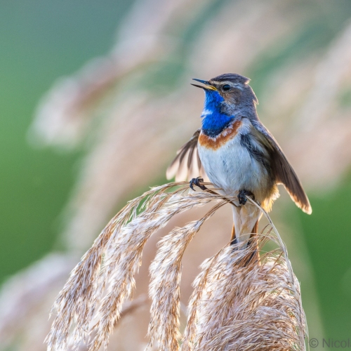 V0A0808-DxO_DeepPRIME-XD3