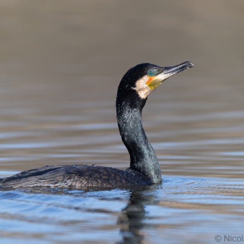 V0A1033-DxO_DeepPRIME-XD3