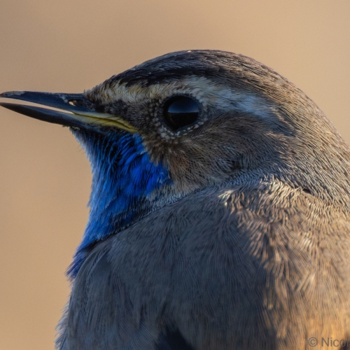 V0A1081-DxO_DeepPRIME-XD3