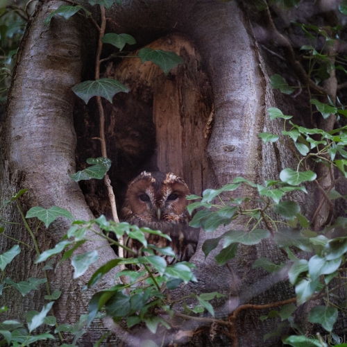 V0A1141-DxO_DeepPRIME-XD3