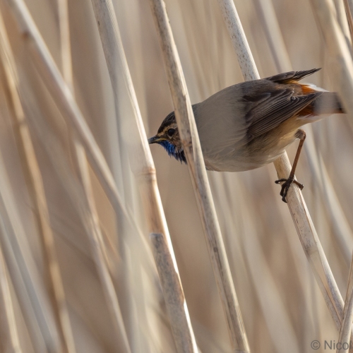 V0A1495-DxO_DeepPRIME-XD3