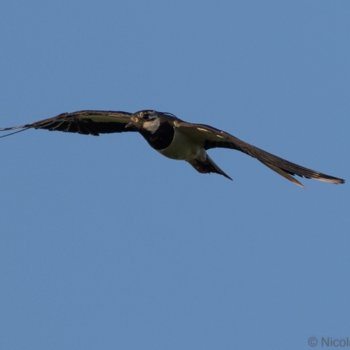 V0A2085-DxO_DeepPRIME-XD3