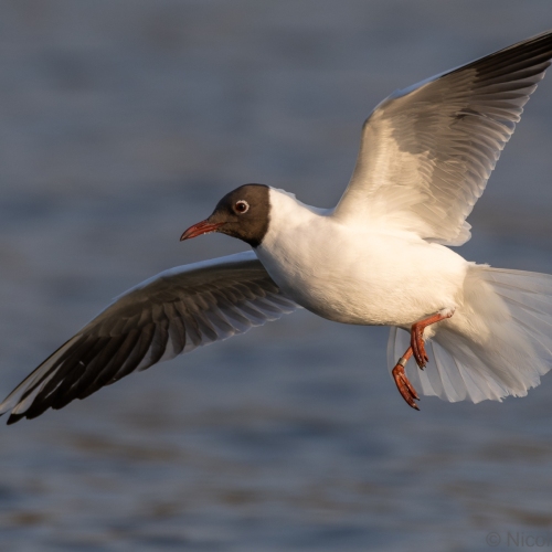 V0A2924-DxO_DeepPRIME-XD3