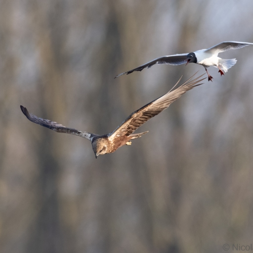 V0A3147-DxO_DeepPRIME-XD3