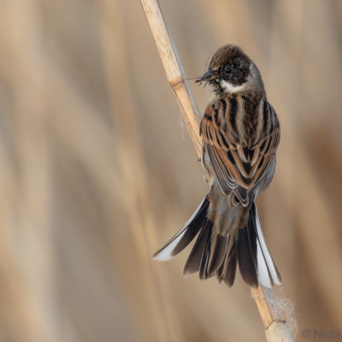 V0A4015-DxO_DeepPRIME-XD3