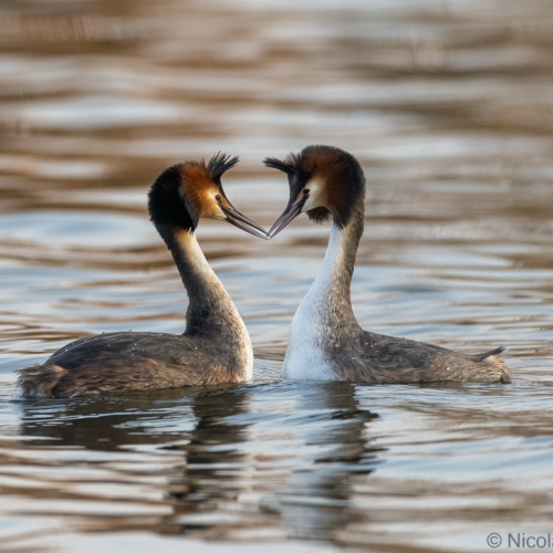 V0A4191-DxO_DeepPRIME-XD3