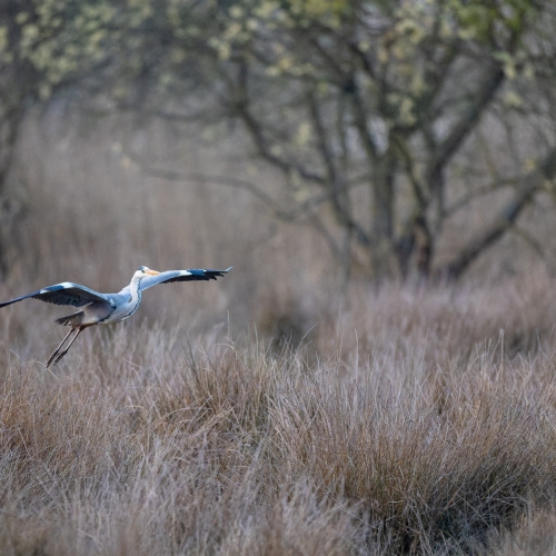 V0A4913-DxO_DeepPRIME-XD3