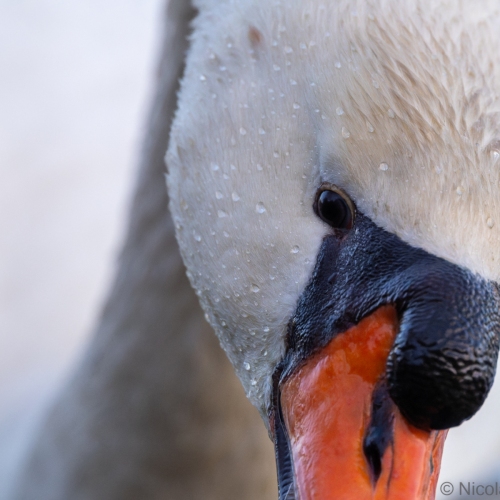 V0A6321-DxO_DeepPRIME-XD3