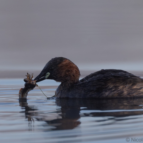 V0A7472-DxO_DeepPRIME-XD3