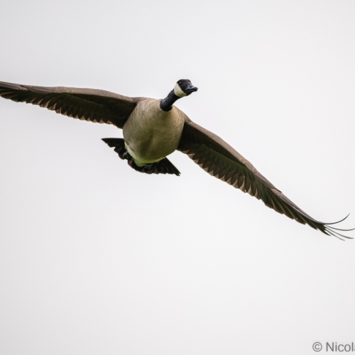 V0A7554-DxO_DeepPRIME-XD3