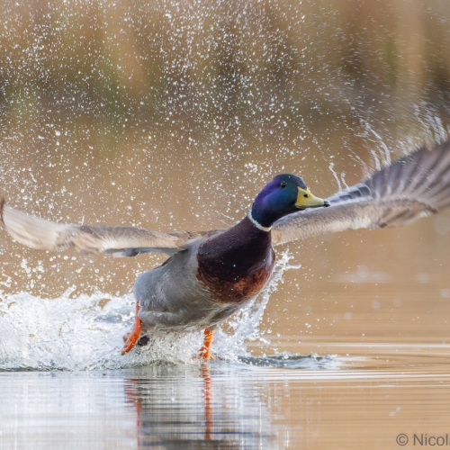 V0A8319-DxO_DeepPRIME-XD3