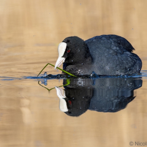 V0A8604-DxO_DeepPRIME-XD3