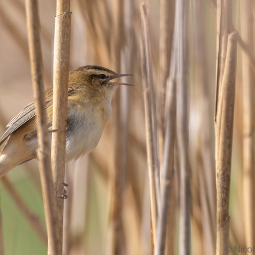 V0A8790-DxO_DeepPRIME-XD3