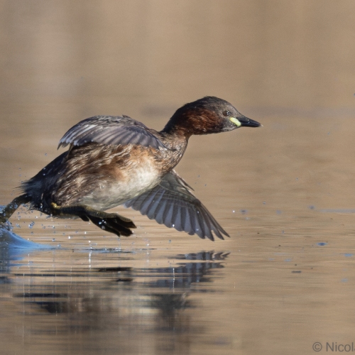 V0A8865-DxO_DeepPRIME-XD3