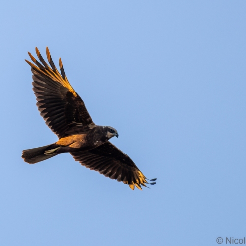 V0A8984-DxO_DeepPRIME-XD3