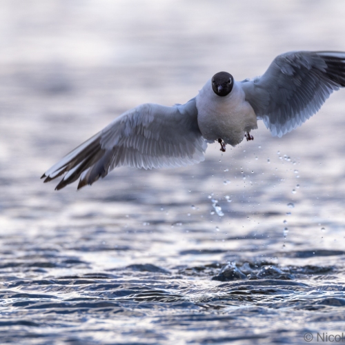 V0A8998-DxO_DeepPRIME-XD3