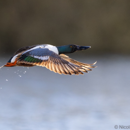 V0A9026-DxO_DeepPRIME-XD3