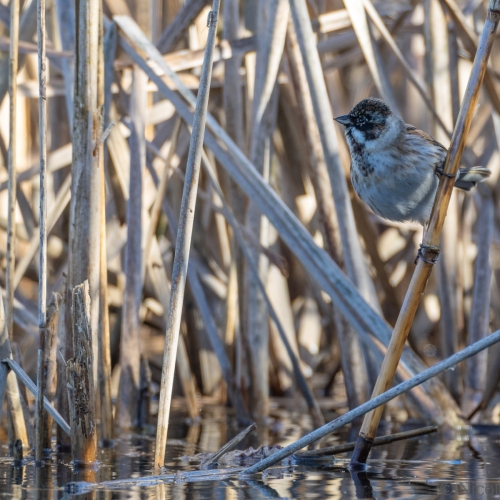 V0A9715-DxO_DeepPRIME-XD3