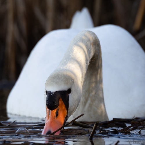 V0A9757-DxO_DeepPRIME-XD3