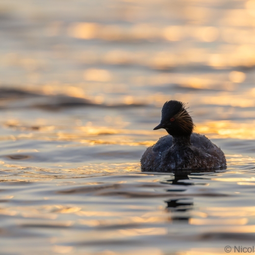 V0A9780-DxO_DeepPRIME-XD3