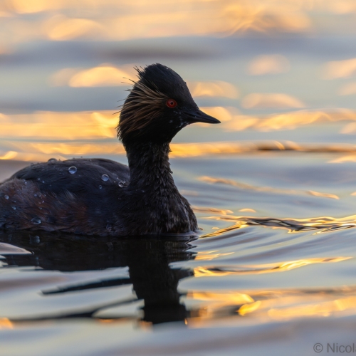 V0A9883-DxO_DeepPRIME-XD3