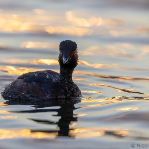 V0A9888-DxO_DeepPRIME-XD3